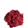 Muschio Nordico 450gr Red